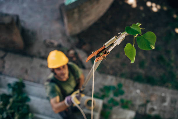 Jonestown, PA Tree Service Company